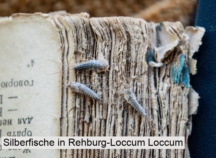 Silberfische in Rehburg-Loccum Loccum